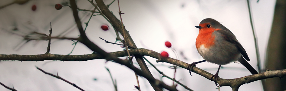 Ab Montag, 09.12.