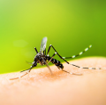 Insektenabwehr