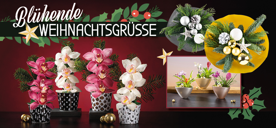 Blühende Weihnachtsgrüße. Zum Thema mit den Pflanzen-Angeboten