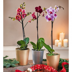 /ext/img/product/angebote/22_11_23/100_orchideen-sortiment_wo_1.jpg