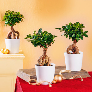 /ext/img/product/angebote/22_11_30/100_ficus-ginseng_wo_1.jpg