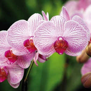 /ext/img/product/angebote/23_03_22/100_orchidee_wo_1.jpg