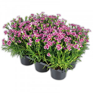 /ext/img/product/angebote/23_05_31/100_dianthus_wo_1.jpg