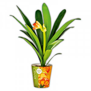 /ext/img/product/angebote/23_11_22/100_clivia_wo_1.jpg