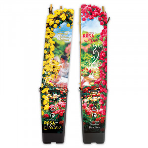 /ext/img/product/angebote/25_03_12/100_duftende-kletterrosen_wo_1.jpg