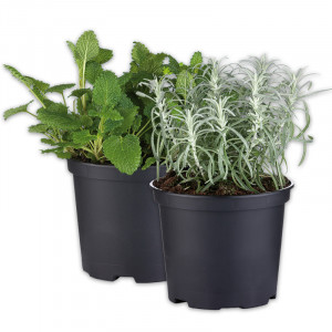 /ext/img/product/angebote/25_03_12/100_gewuerzkraeuter_wo_1.jpg