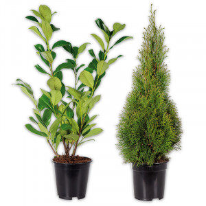 /ext/img/product/angebote/25_03_12/100_heckenpflanze_wo_1.jpg