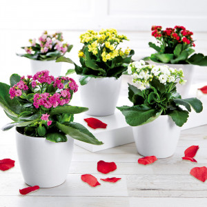 /ext/img/product/angebote/25_03_12/100_kalanchoe_wo_1.jpg
