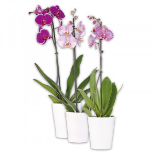 /ext/img/product/angebote/25_03_12/100_orchidee-phalaenopsis_wo_1.jpg