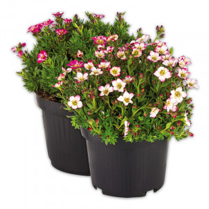 /ext/img/product/angebote/25_03_12/100_steinbrech_wo_1.jpg