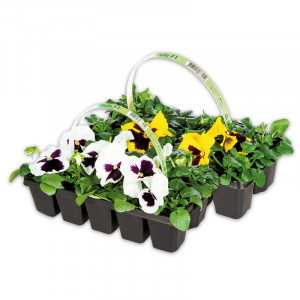 /ext/img/product/angebote/25_03_12/100_stiefmuetterchen_wo_1.jpg