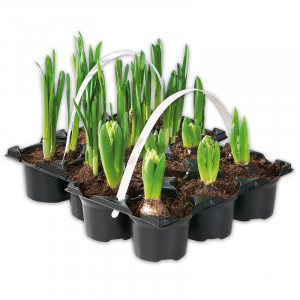 /ext/img/product/angebote/25_03_12/100_zwiebel-fruehjahrsstauden_wo_1.jpg