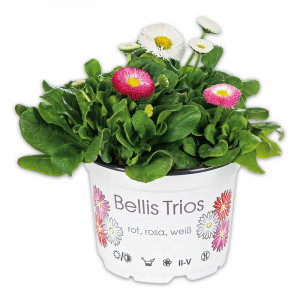 /ext/img/product/angebote/25_03_19/100_bellis-trios_wo_1.jpg