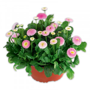 /ext/img/product/angebote/25_03_19/100_bellis_wo_1.jpg