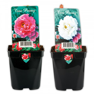 /ext/img/product/angebote/25_03_19/100_edle-baumpfingstrose_wo_1.jpg