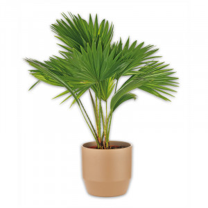 /ext/img/product/angebote/25_03_19/100_edle-faecherpalme_wo_1.jpg