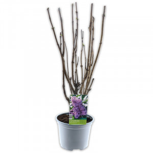 /ext/img/product/angebote/25_03_19/100_flieder_wo_1.jpg