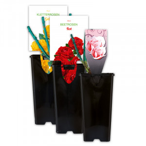 /ext/img/product/angebote/25_03_19/100_gartenrosen_wo_1.jpg