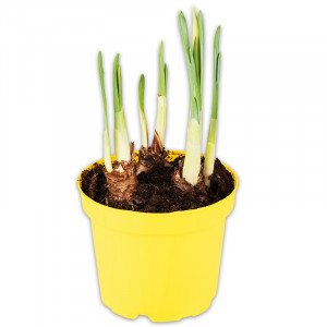 /ext/img/product/angebote/25_03_19/100_grossblumige-narzissen_wo_1.jpg