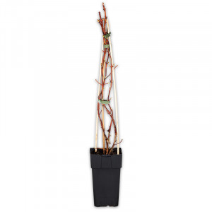 /ext/img/product/angebote/25_03_19/100_kletterhortensie_wo_1.jpg