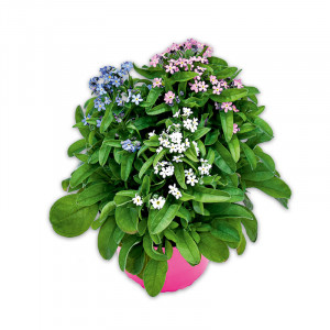 /ext/img/product/angebote/25_03_19/100_myosotis-trios-vergissmeinnicht_wo_1.jpg
