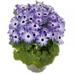 /ext/img/product/angebote/25_03_19/100_pericallis-pop_wo_1.jpg