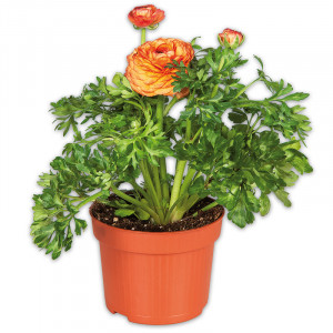 /ext/img/product/angebote/25_03_19/100_ranunkel_wo_1.jpg