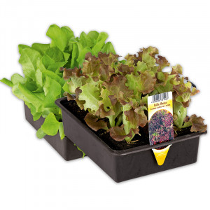 /ext/img/product/angebote/25_03_19/100_salatpflanzen_wo_1.jpg