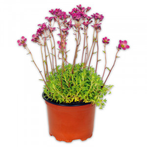 /ext/img/product/angebote/25_03_19/100_stauden-mix_wo_1.jpg