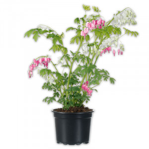 /ext/img/product/angebote/25_03_19/100_traenendes-herz-duo-jumbo_wo_1.jpg