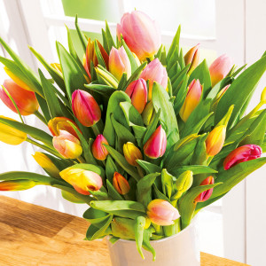 /ext/img/product/angebote/25_04_14/500_harlekin-tulpenstrauss_wo_1.jpg
