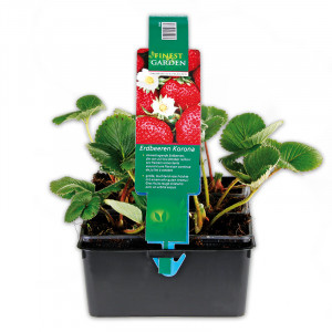 /ext/img/product/angebote/25_04_16/100_erdbeerpflanzen_wo_1.jpg