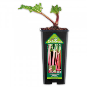 /ext/img/product/angebote/25_04_16/100_exklusiver-rhabarber_wo_1.jpg
