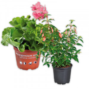 /ext/img/product/angebote/25_04_16/100_fuchsien-geranien_wo_1.jpg