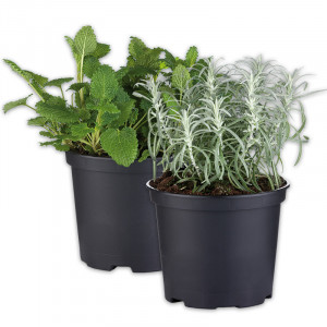 /ext/img/product/angebote/25_04_16/100_gewuerzkraeuter_1.jpg