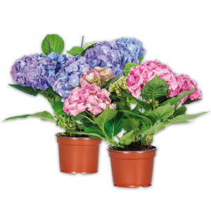 /ext/img/product/angebote/25_04_16/100_hortensie_wo_1.jpg