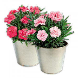 /ext/img/product/angebote/25_04_16/100_kaisernelke_wo_1.jpg