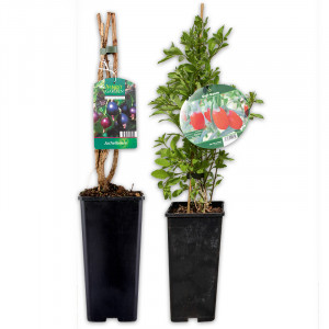 /ext/img/product/angebote/25_04_16/100_superfood-beeren-beerenstraeucher_1.jpg