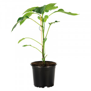 /ext/img/product/angebote/25_04_16/100_veredelte-gemuesepflanze_wo_1.jpg