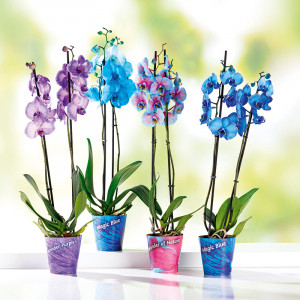 /ext/img/product/angebote/25_04_16/100_wonder-mix-orchidee_wo_1.jpg