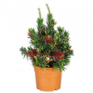 /ext/img/product/angebote/25_04_16/100_zylinderputzer_wo_1.jpg