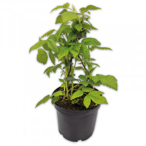 /ext/img/product/angebote/25_04_23/100_beeren-trio_1.jpg