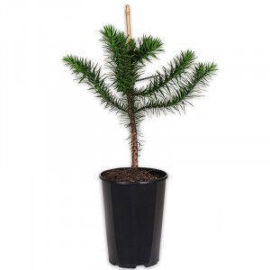 /ext/img/product/angebote/25_04_23/100_chilenische-schmucktanne_wo_1.jpg