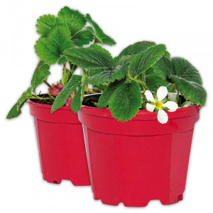 /ext/img/product/angebote/25_04_23/100_erdbeerpflanze_wo_1.jpg