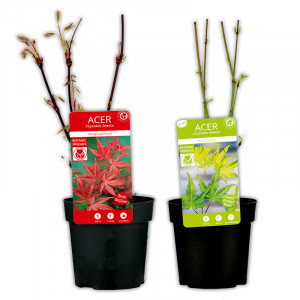 /ext/img/product/angebote/25_04_23/100_faecherahorn_wo_1.jpg