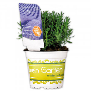 /ext/img/product/angebote/25_04_23/100_garten-lavendel_wo_1.jpg
