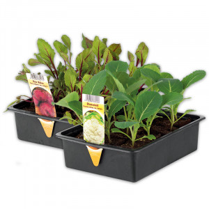 /ext/img/product/angebote/25_04_23/100_gemuesepflanzen-mix_wo_1.jpg