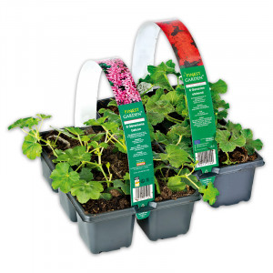 /ext/img/product/angebote/25_04_23/100_geranien-fuchsien_wo_1.jpg