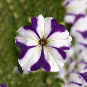/ext/img/product/angebote/25_04_23/100_haengepetunie_1.jpg