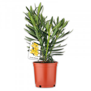 /ext/img/product/angebote/25_04_23/100_oleanderbusch_1.jpg